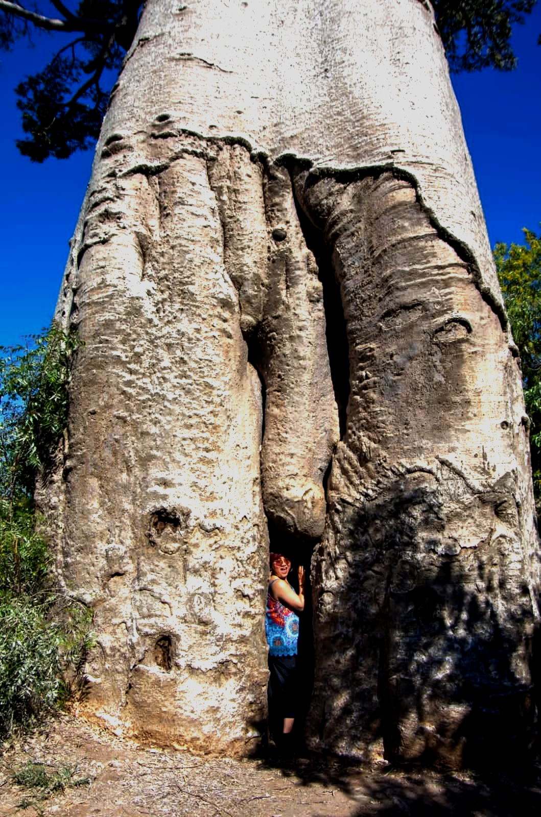Personne debout dans la cavité d'un grand baobab